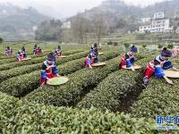  绿水青山早茶香