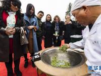  绿水青山早茶香