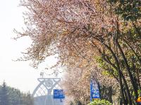 【醉美邵阳】城区红叶李花开竞艳