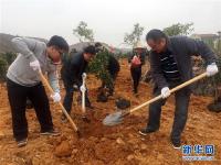  植树添新绿