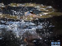  翠鸟捕食