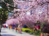 醉美三月古城樱花漫枝头