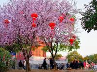 醉美三月古城樱花漫枝头