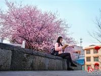 醉美三月古城樱花漫枝头