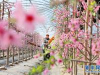 桃花正艳 授粉正忙