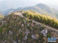  山花灿烂