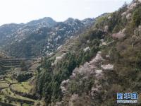  山花灿烂