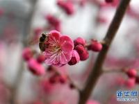  花开春意浓