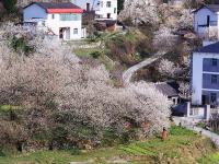  春暖花开迎客来