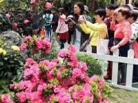  香港：又到一年赏花时