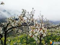 城步儒林镇：梨花绽放游客来