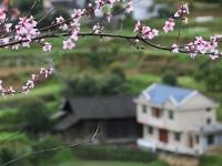  花开三月