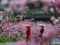  花开三月