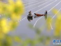  蚌农水上“春耕”忙