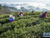  云雾为伴采春茶