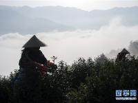  云雾为伴采春茶
