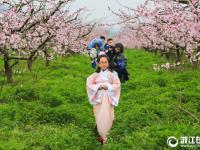  宁波：桃花灼灼映春色