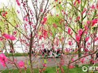 杭州：白堤桃花竞相开 “一桃一柳”美景来
