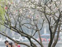  杭州西湖：桃红柳绿