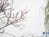  杭州西湖：桃红柳绿