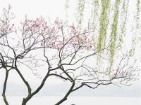  杭州西湖：桃红柳绿
