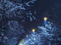  扬州樱花大道夜色撩人