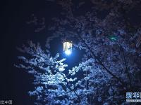  扬州樱花大道夜色撩人