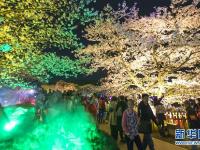  武汉：樱花缤纷醉游人