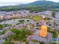 武汉：樱花缤纷醉游人