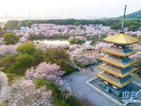  武汉：樱花缤纷醉游人