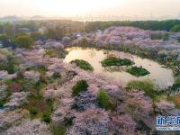  武汉：樱花缤纷醉游人