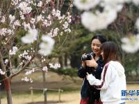  玉渊潭早樱初放
