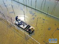  江苏泗洪：蟹塘栽种水草忙