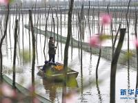  江苏泗洪：蟹塘栽种水草忙