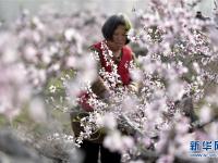  山东郯城：桃花盛开劳作忙