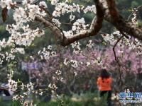  京城赏花正当时