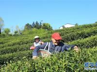 阳光明媚采春茶