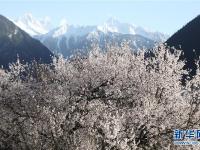  雪域桃花始盛开