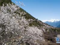  雪域桃花始盛开