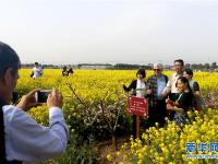  “两岸桃”花开上海浦东