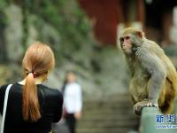  贵阳：春意萌动黔灵猴