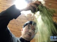  手工制茶人 三代传茶香