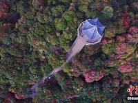  航拍贵州毕节百里杜鹃景区