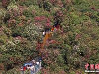  航拍贵州毕节百里杜鹃景区