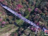  航拍贵州毕节百里杜鹃景区