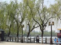  济南大明湖：春光明媚柳色新