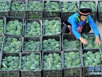  一条溜索上的“扶贫之路”