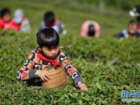  湖北保康：采春茶 学农事