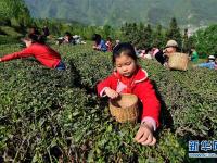  湖北保康：采春茶 学农事