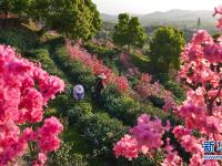  安徽舒城：岭上开满映山红